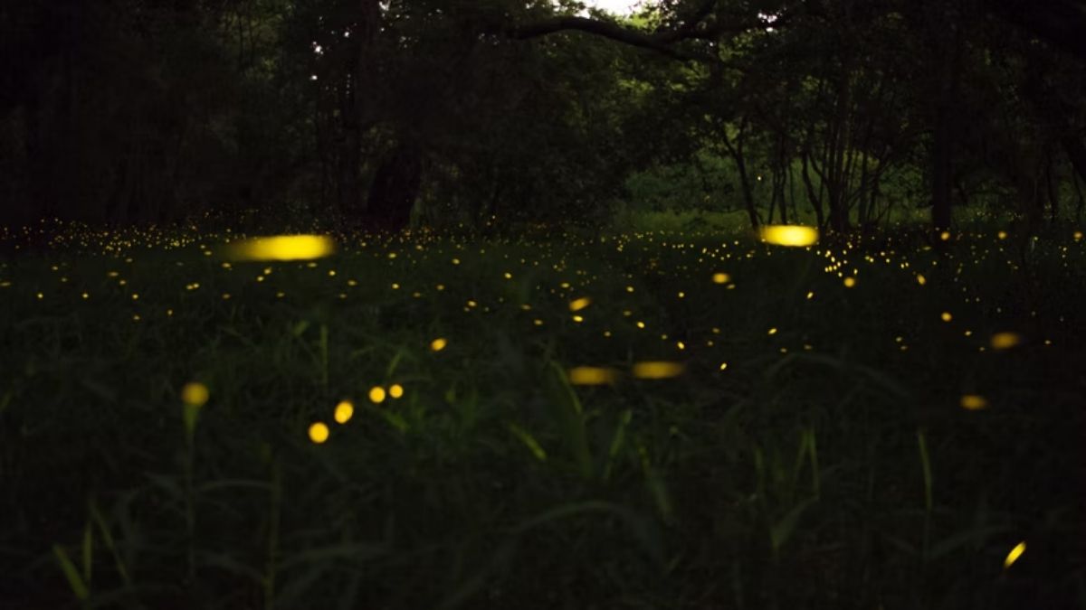 Maharashtra Is Hosting Fireflies Festival & You Cannot Miss The Sight
