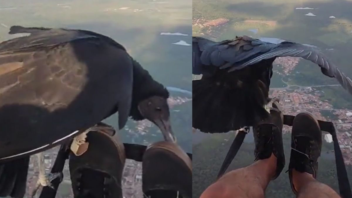 Viral Video Of Man Paragliding With A Black Vulture Is Leaving Us Amused