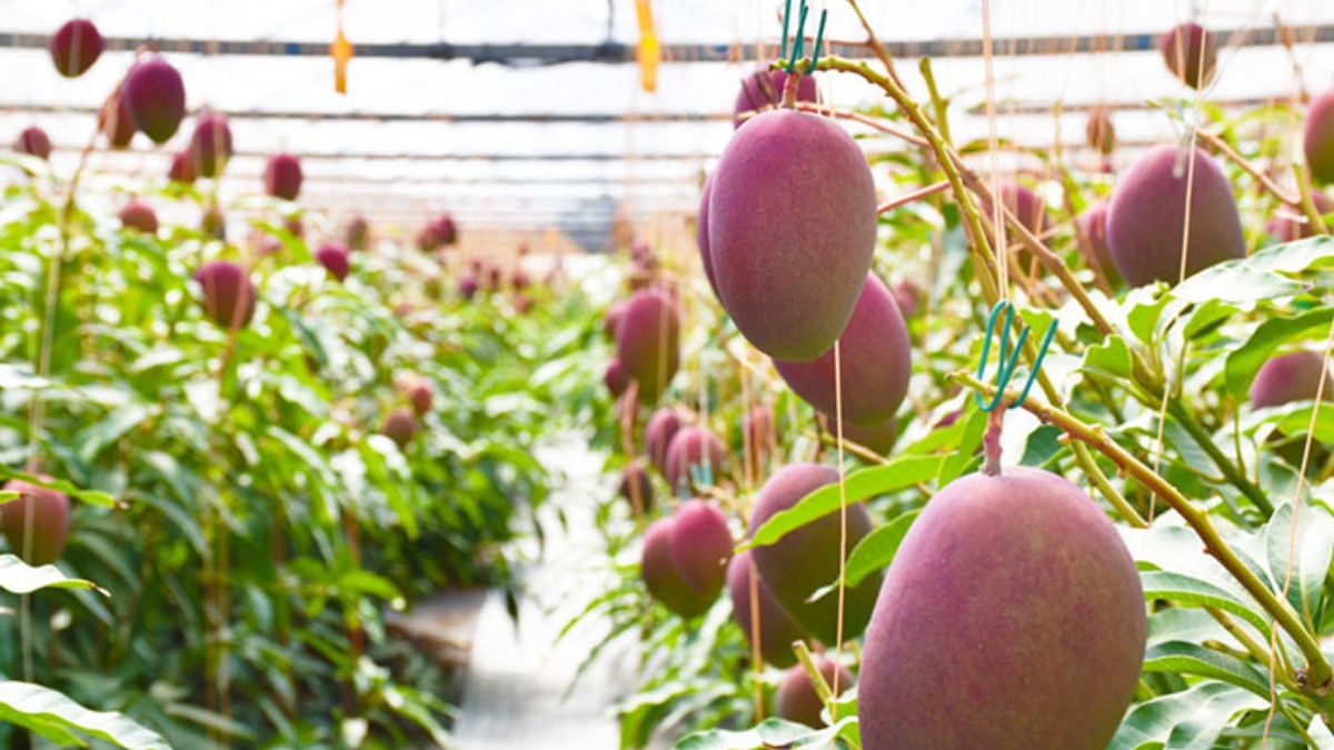 This Mango Growing On A Terrace In Assam Costs ₹60K And Here’s Why