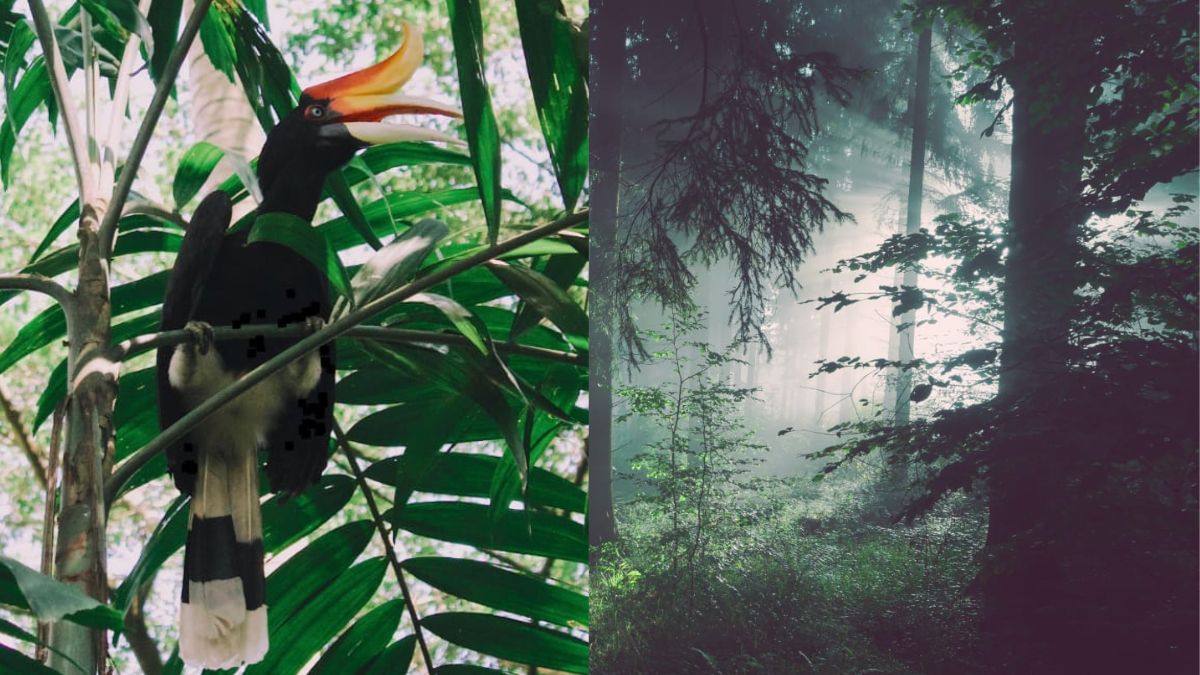 Naga Locals Killing A Rare Great Indian Hornbill Hints At Nagaland’s Tortured Nature