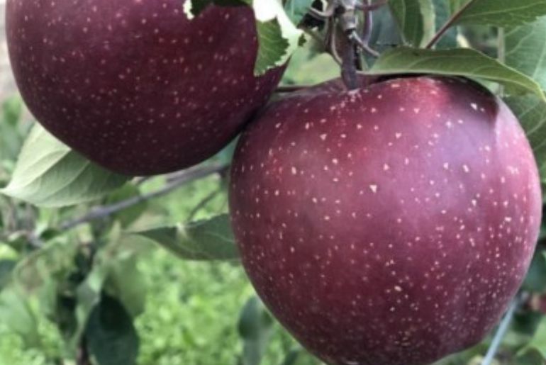 Himachal apples