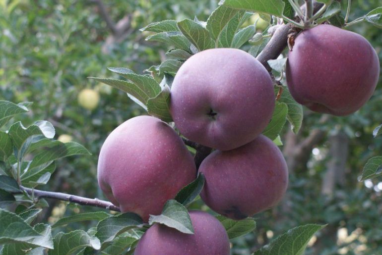 Old Apple Tree Co: Your Source for Premium Red and Royal Delicious Apples  from Himachal Pradesh, India