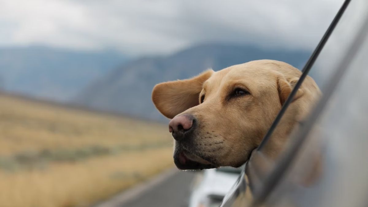 Travelling With Pets? Handy Tips To Make Your Travel More Enjoyable