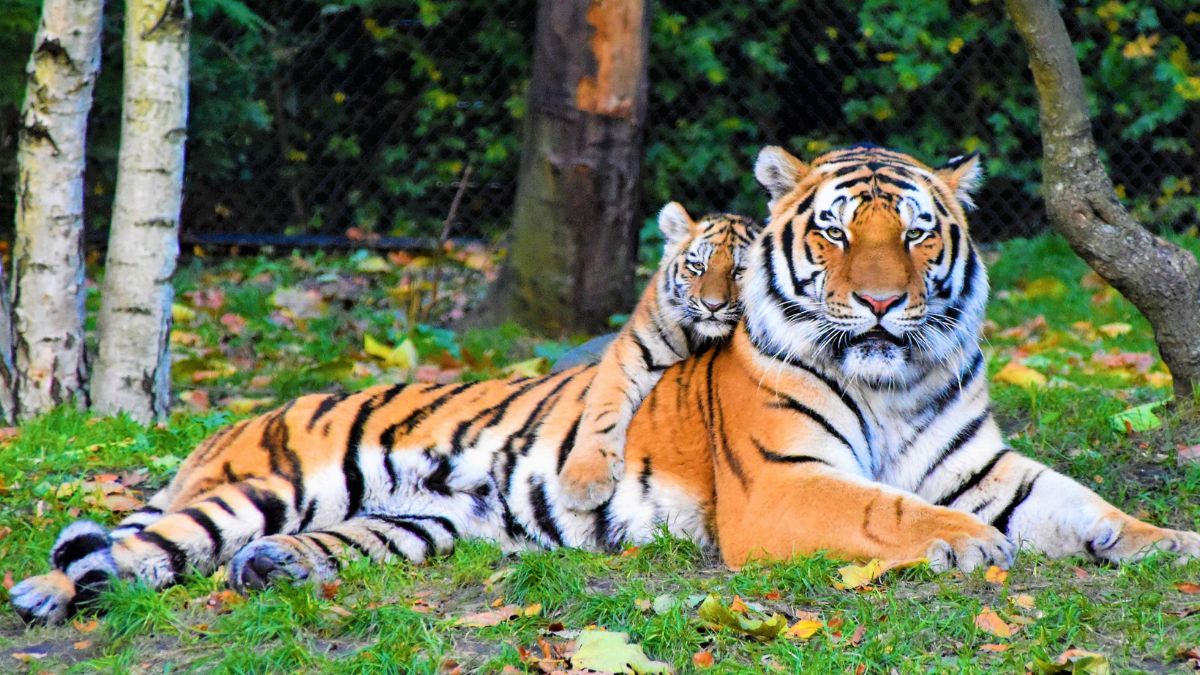 5 Wildlife Sanctuaries In Maharashtra For Tiger Spotting