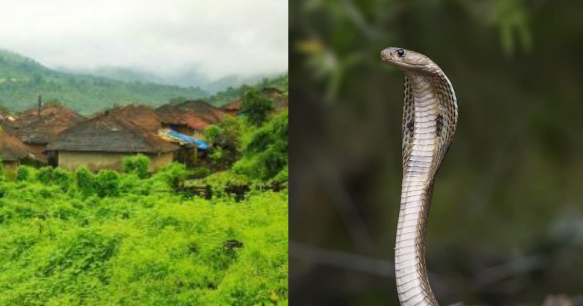 This Unique Hamlet in Maharashtra Has People Living Together With Snakes