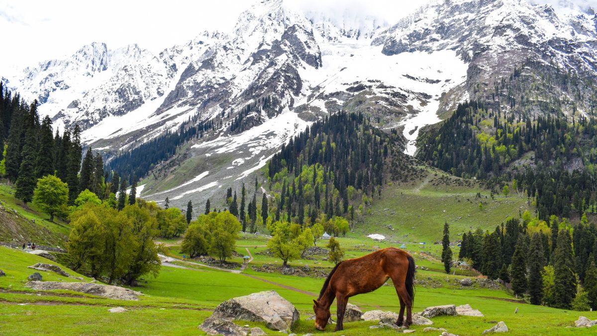 Sarbal: Kashmir’s Last Hamlet Of Paradise Is A Great Find For Adventure Buffs