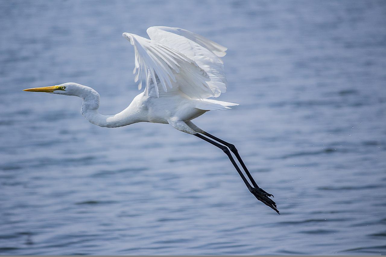 sarakki lake bangalore