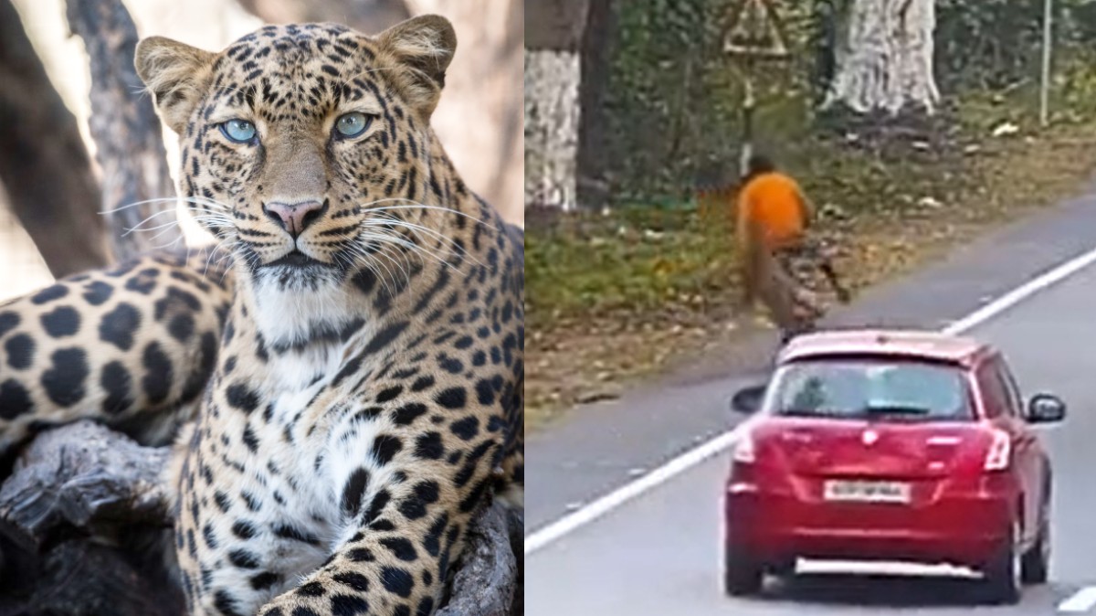 Leopard Attacks Cyclist On Kaziranga Highway; Are Forest Buffer Zones Safe?