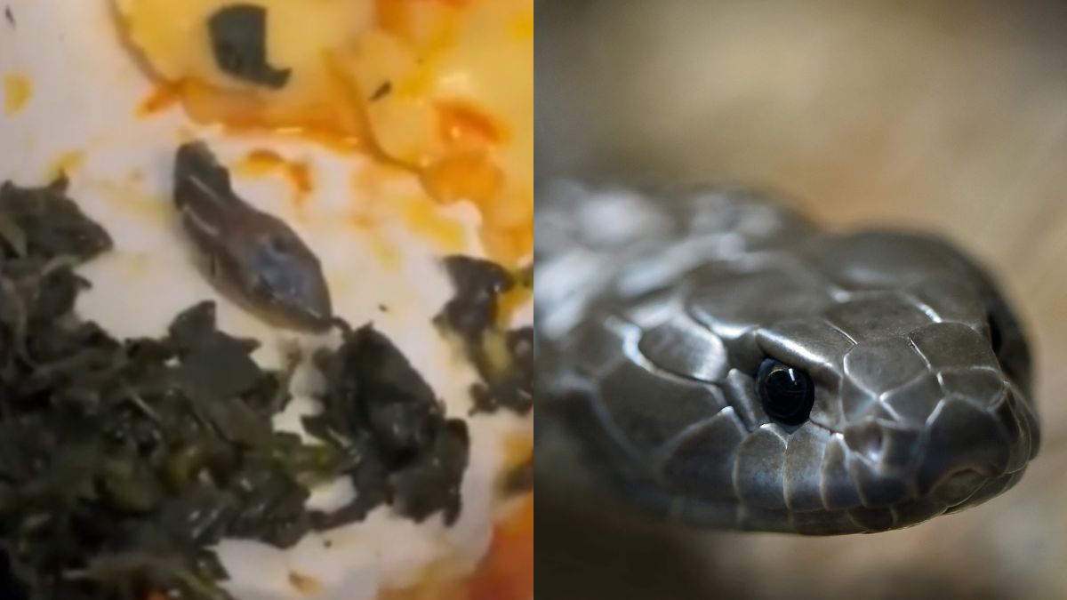 Flight Attendant Finds Severed Snake-Head On Her In-Flight Meal