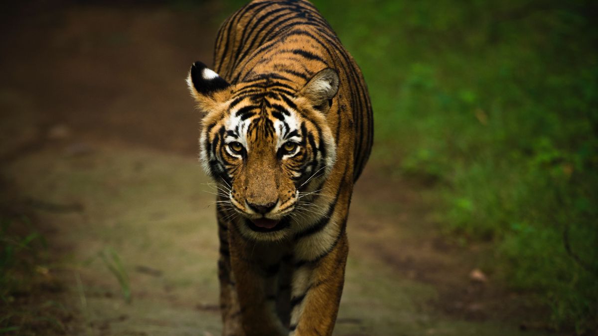 India Lost 329 Tigers In 3 Years; Are Indian Tigers In Danger?