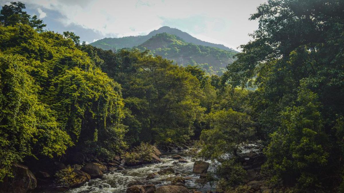 Wayanad Travel Guide: Most Stunning Places To Visit