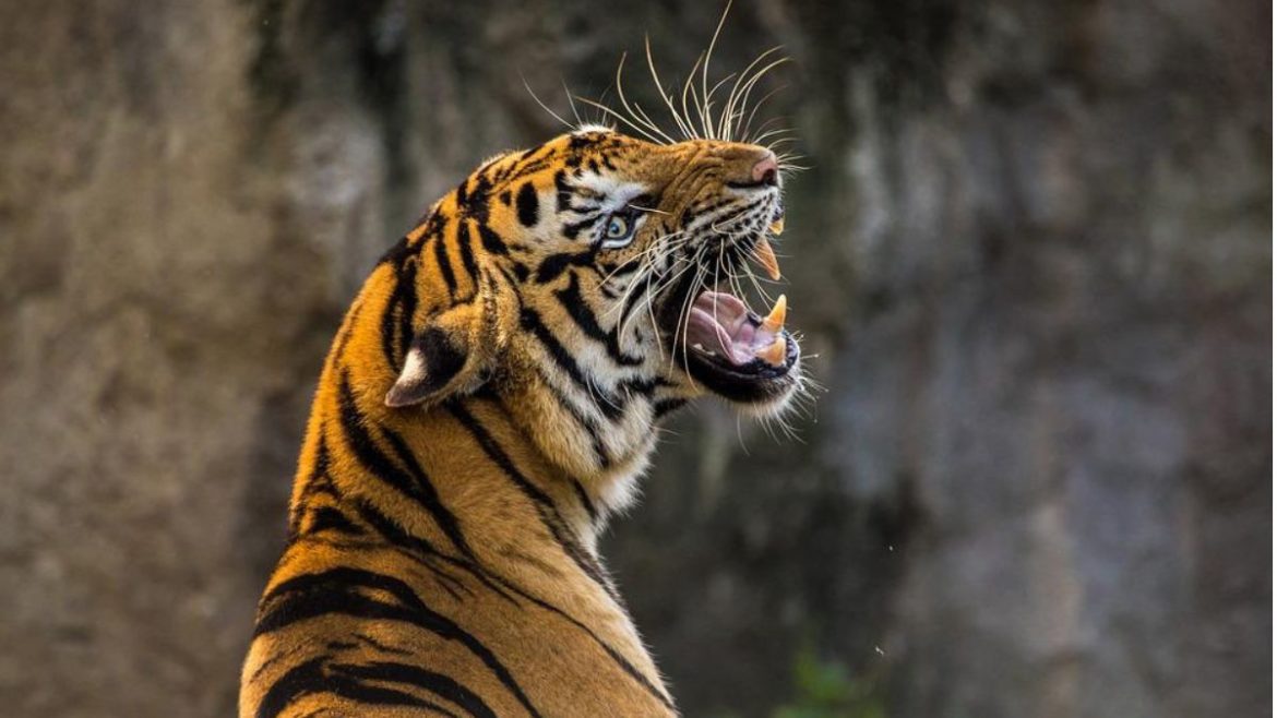 This Legendary Tigress From Jim Corbett Holds The Record Of Most Number Of Humans Killed By Any Animal This Legendary Tigress From Jim Corbett Holds The Record Of Most Number Of Humans Killed By Any Animal