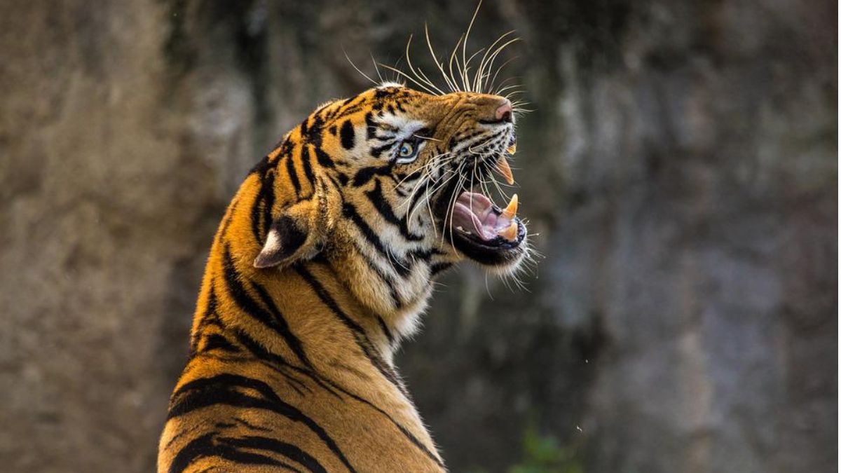 This Legendary Tigress From Jim Corbett Holds The Record Of Most Number Of  Humans Killed By Any Animal