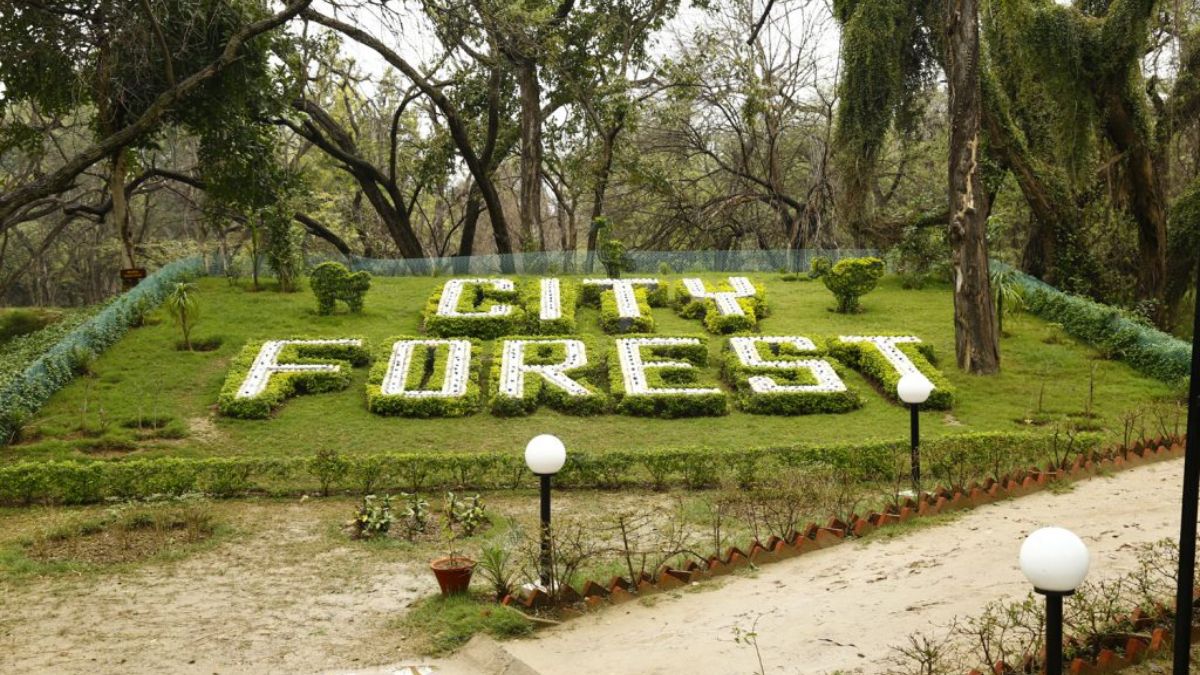 You Can Soon Take A Eco Tour Bus Ride To Experience Chandigarh’s Forests