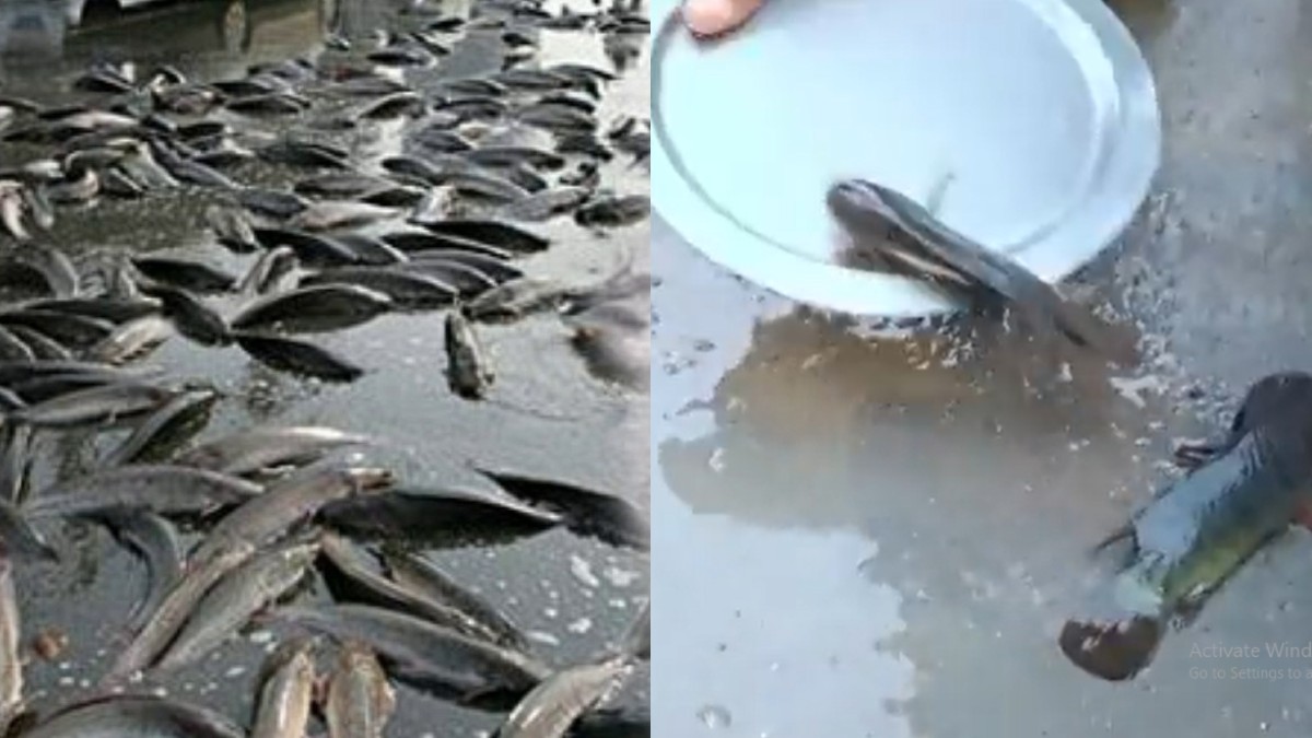Fishes Rained From The Sky In This Telangana Town In Rare Phenomenon
