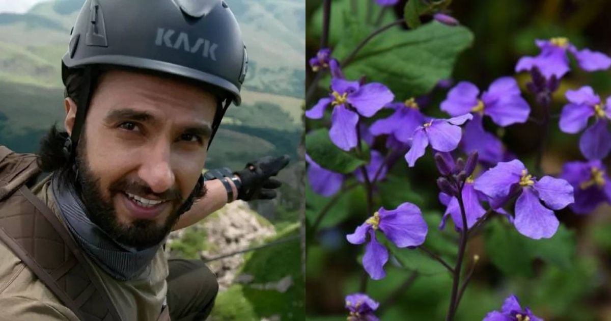 Ranveer Singh Is In Search Of A Rare Flower For Deepika Padukone In Ranveer vs Wild