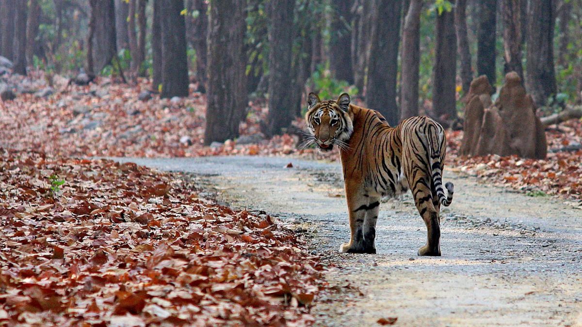 Here’s How To Plan A Budget Trip To Jim Corbett