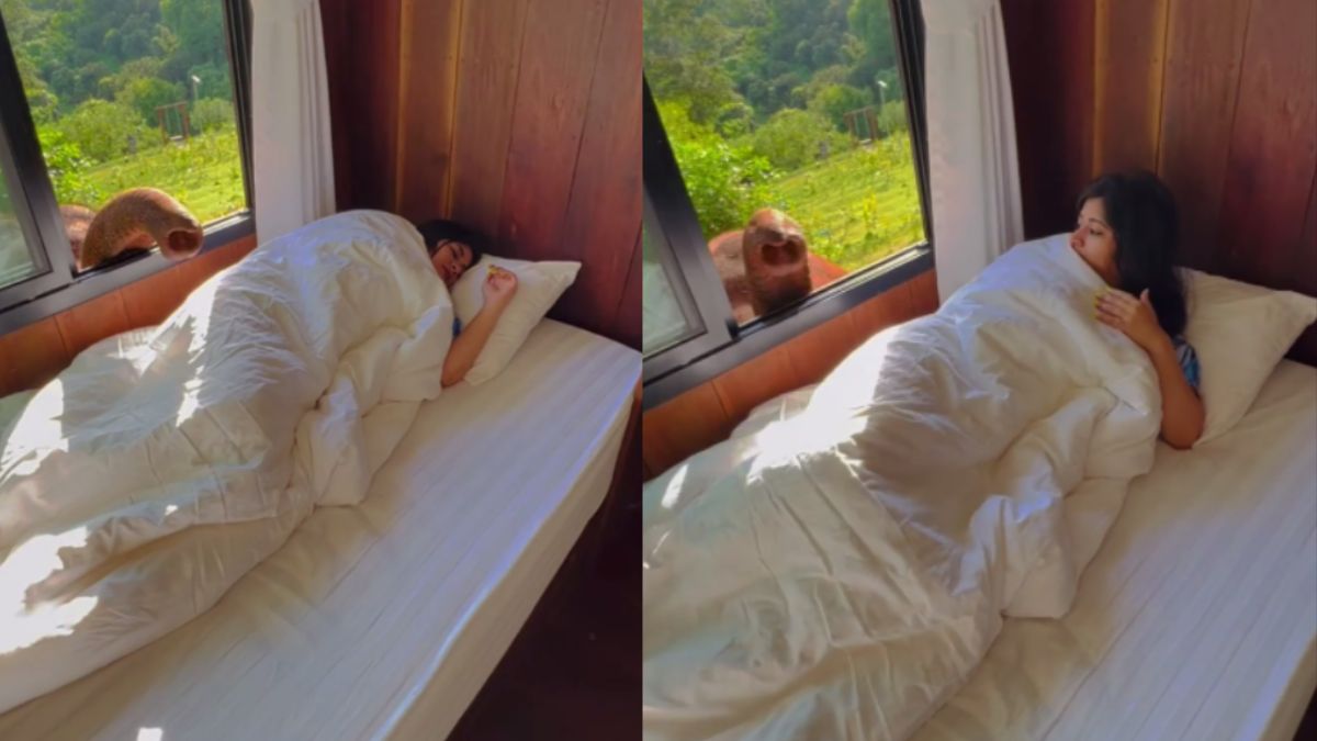 Video Of A Baby Elephant Waking Up Woman In Thailand Hotel Room Is Going Viral