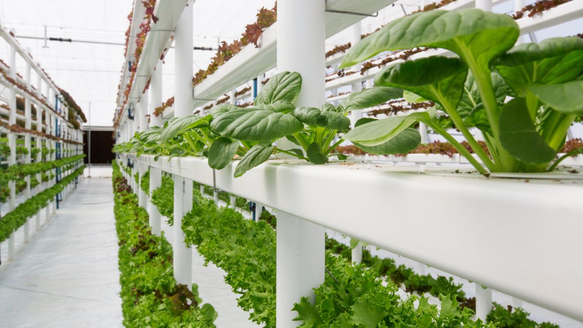 Dubai Gets World’s Largest Hydroponic Farm With 95% Less Water Usage
