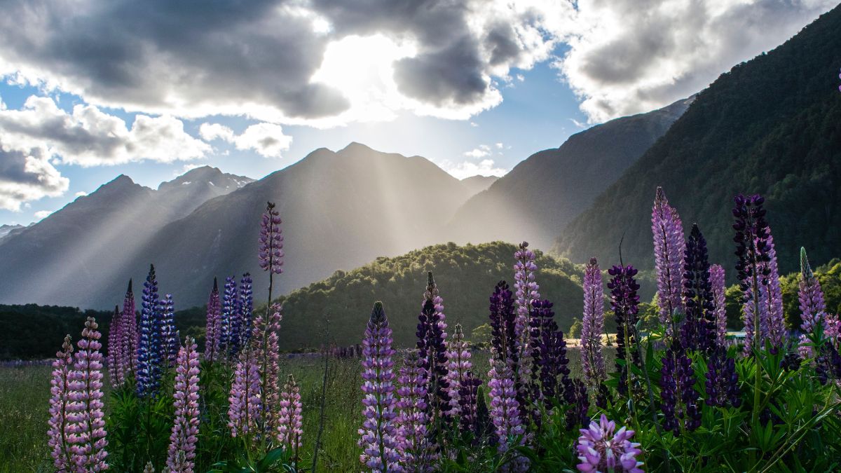 New Zealand Opens Fully For International Travellers And Here Are The Best Places To Visit
