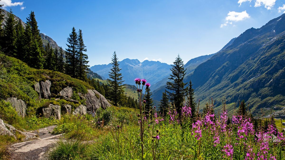 Swiss Alps Lost Half Their Glaciers In 80 Years Due To Global Warming