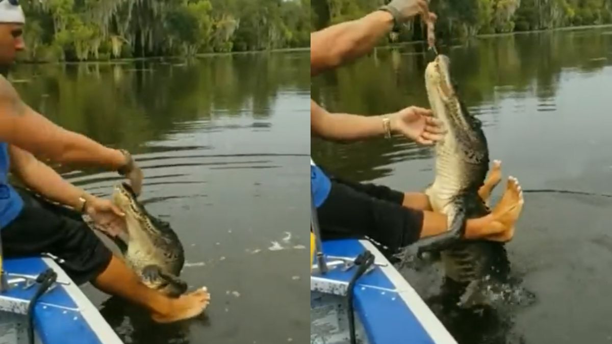 Video Of A Man Feeding Crocodile With His Bare Hands Like A Pet Dog Goes Viral