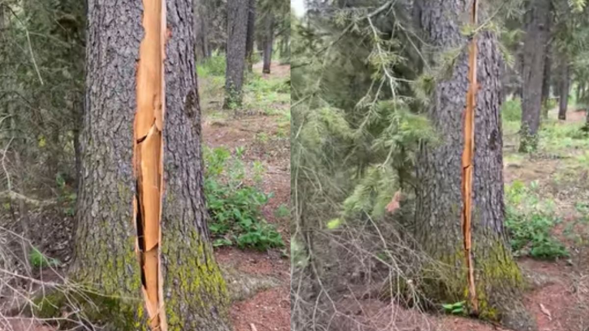 Viral Video Of Canada’s Tree Breathing Heavily Shocks Netizens