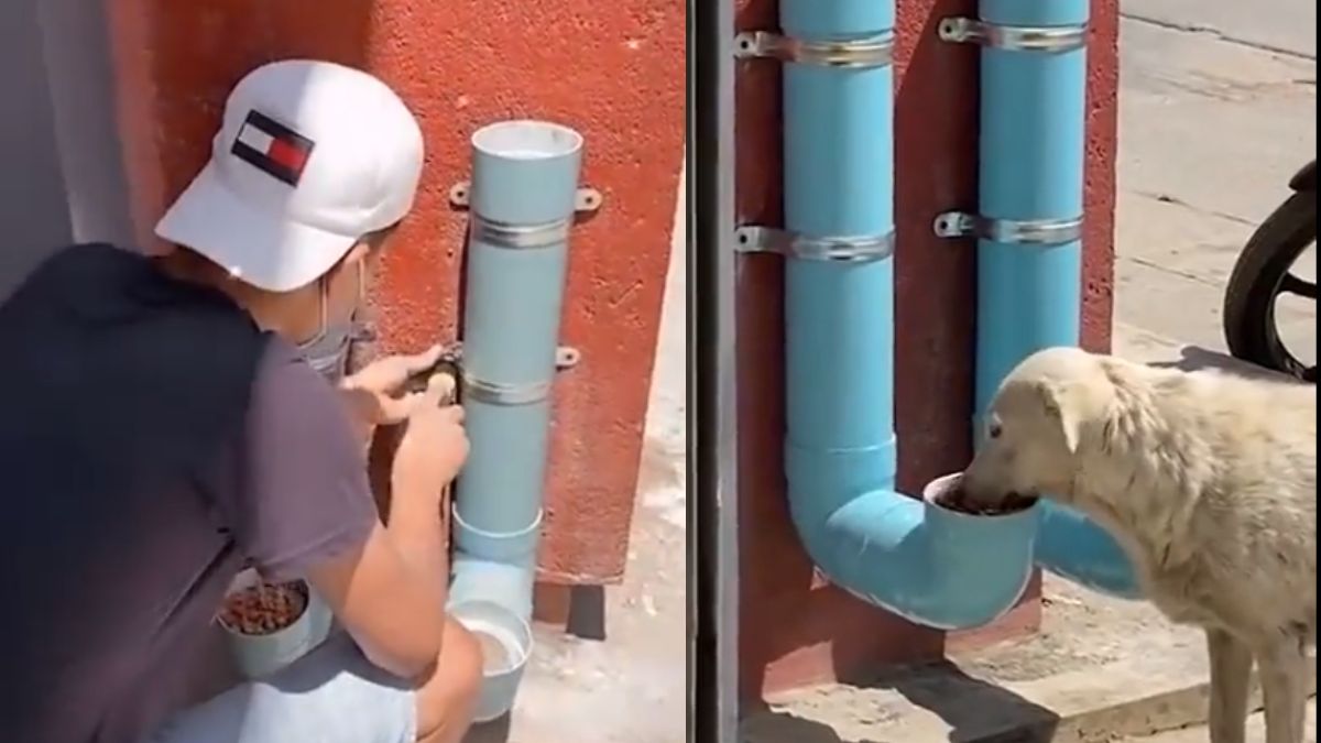 This Man Is Creating Food And Water Dispenser For Dogs And Saving The Strays
