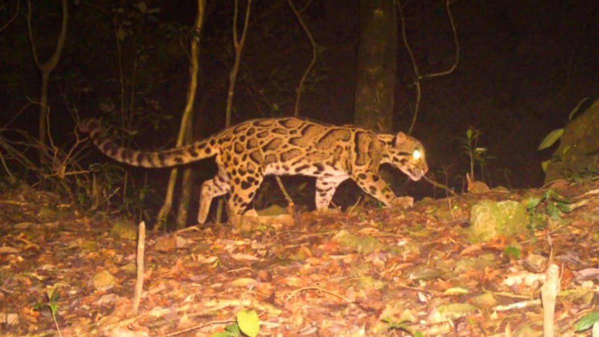 IFS Officer Shares Image Of A Rare Clouded Leopard Spotted In Buxa Tiger Reserve