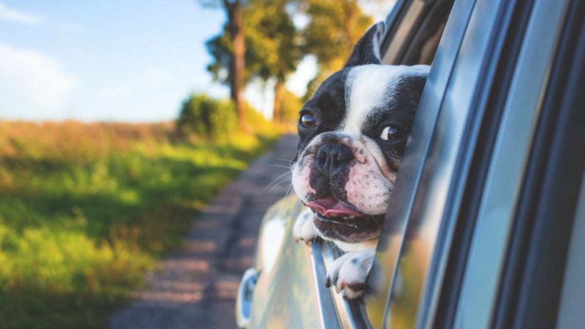 Planning A Road Trip With Your Pets? Here’re Are Some Helpful Tips