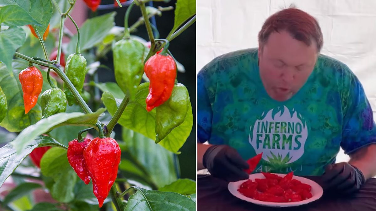 Man Breaks World Record By Eating 17 Bhut Jolokia Chilli Peppers In One Minute