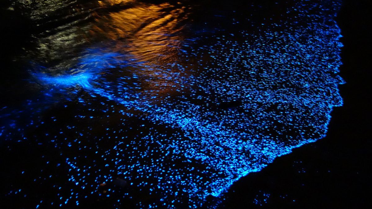 5 Indian Beaches That Glow In The Dark