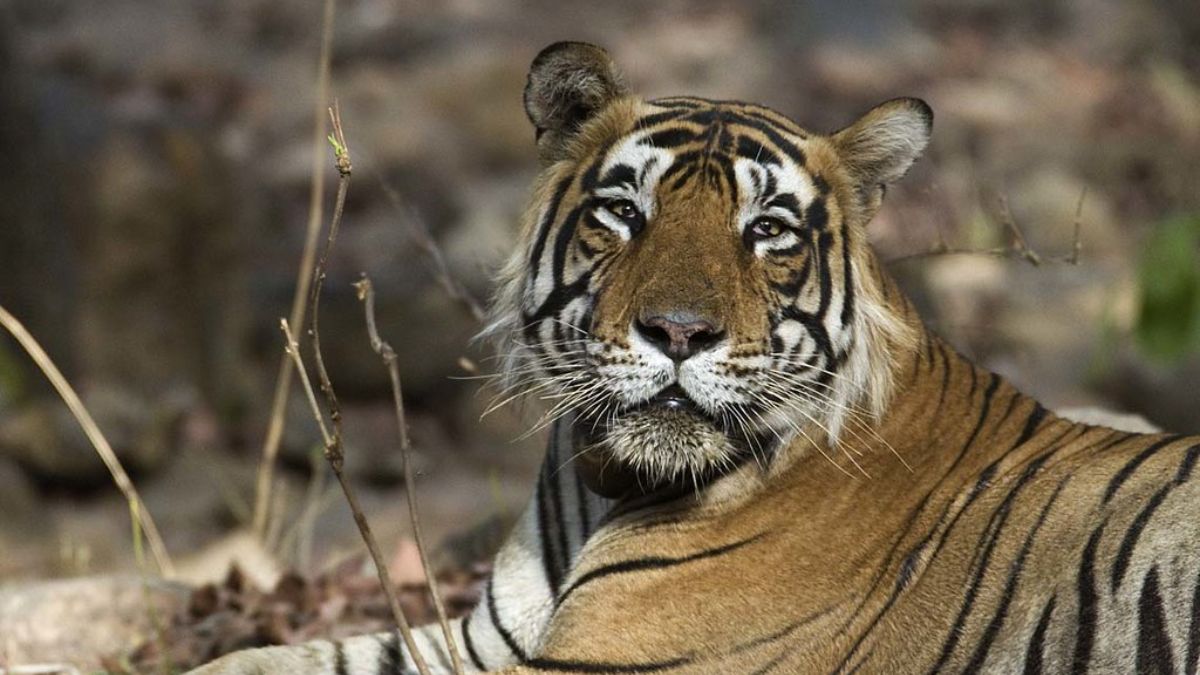 Ranthambore's Maneater Tiger That Took Several Lives Will Be Caged For Life
