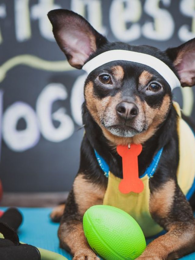 7 PetFriendly Restaurants In Abu Dhabi Perfect For Your Furry Friends