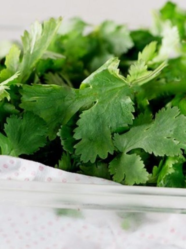 what can you use in place of fresh coriander