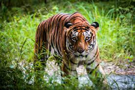 5 Places In India For Tiger Spotting