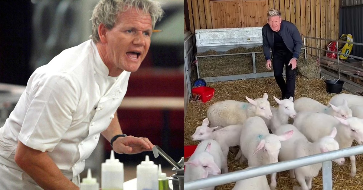 Chef Gordon Ramsay Gets Backlash For Joking About Lamb Slaughter In Viral Video