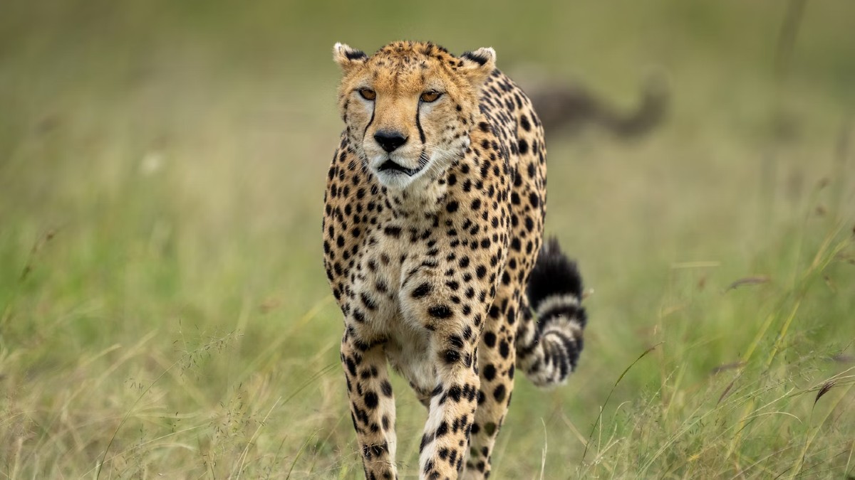 Cheetahs India