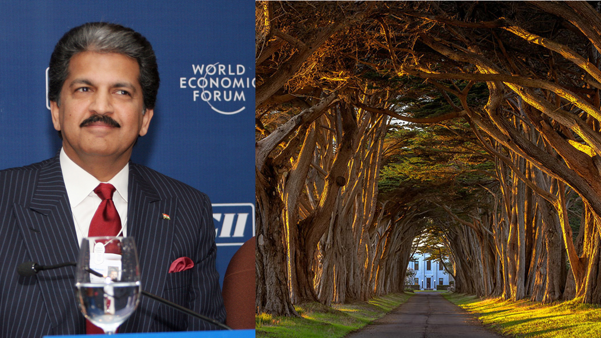 Anand Mahindra In Awe Of Tree Tunnels; Urges Nitin Gadkari To Built Trunnels In India