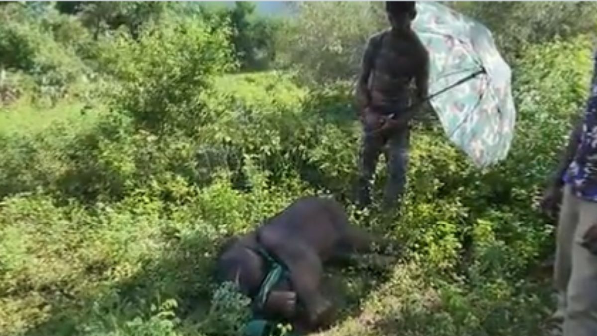 Viral Video: Tamil Nadu Forest Officials Offer Shade To A Sleeping Baby Elephant