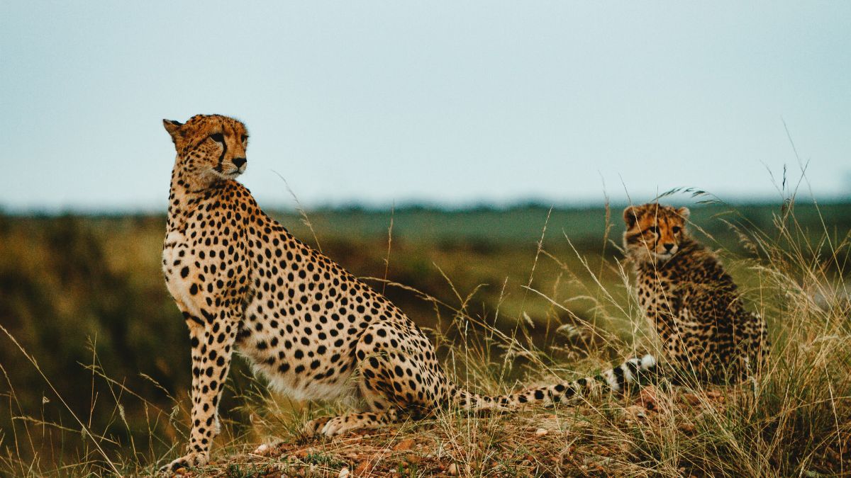 India Cheetahs