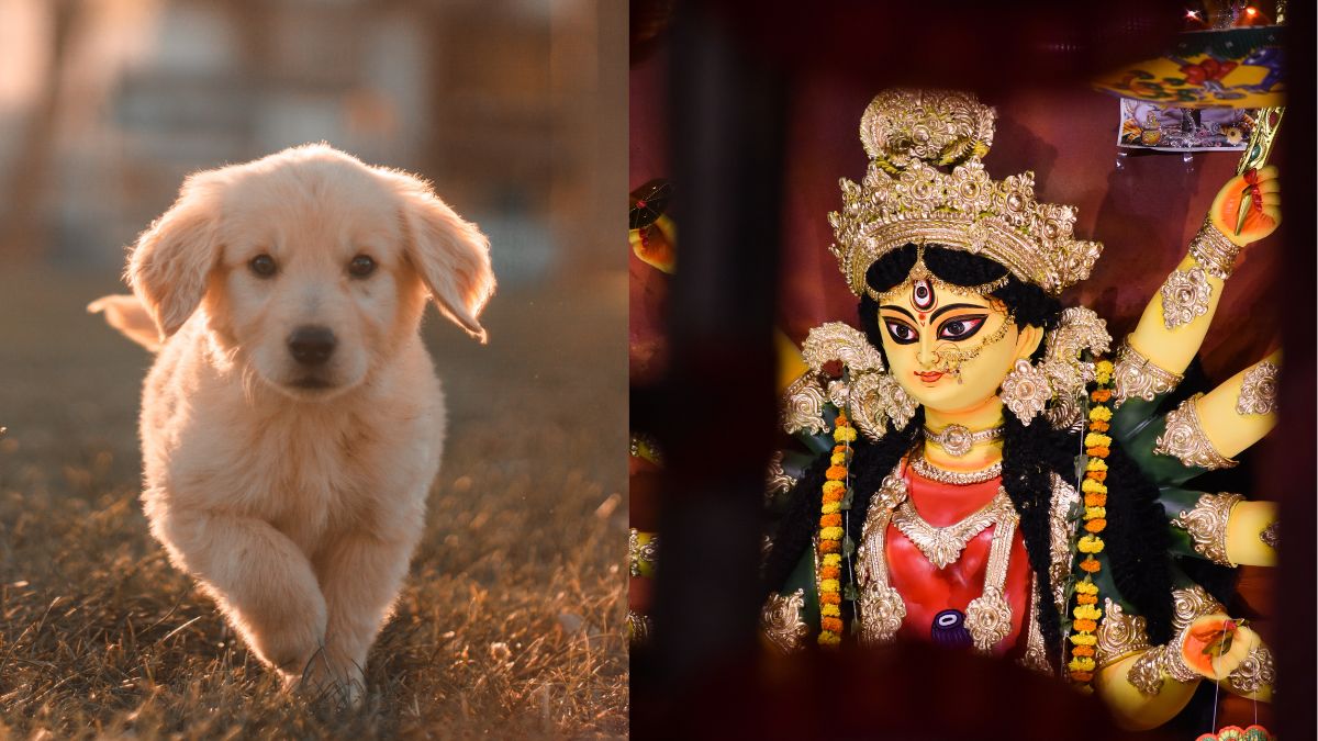 Pet Pujo Pandal