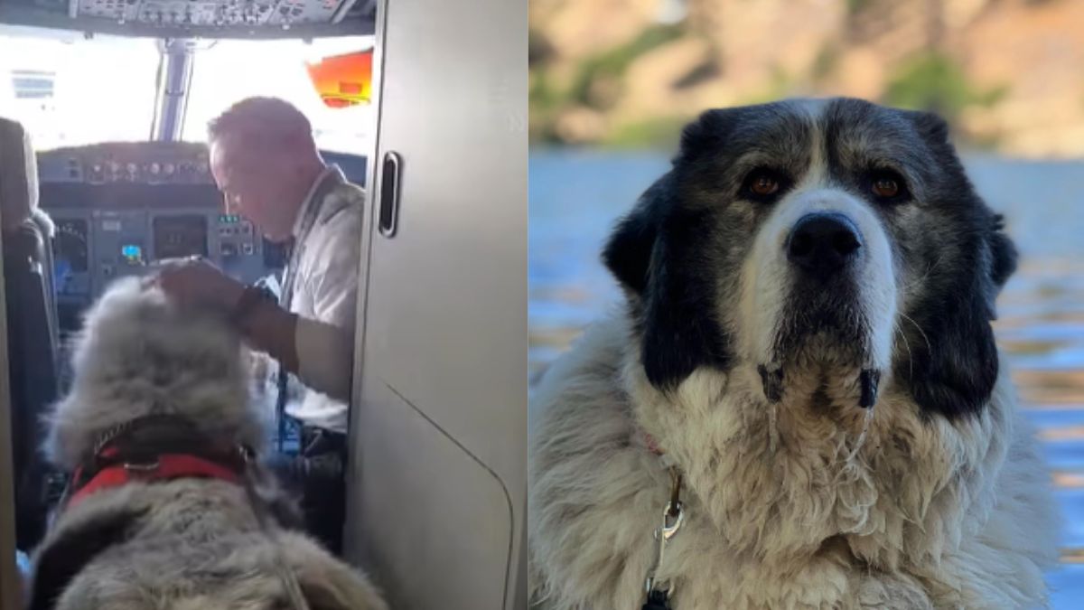 Pet Dog Wins Hearts Of Pilots On Plane; Poses For Selfie In Cockpit