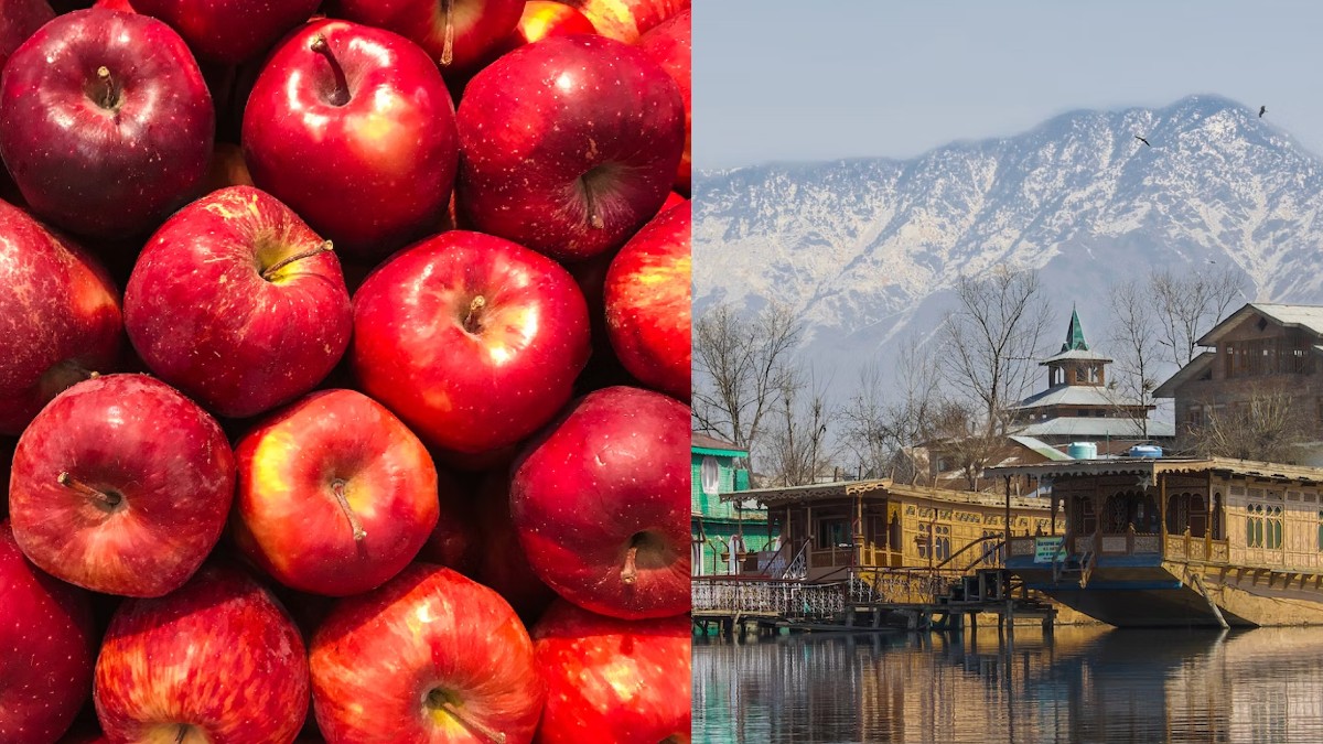 With Kashmir Highway Shut Down For Repair, Apples Worth ₹9.81 Crores Are On Verge Of Rotting