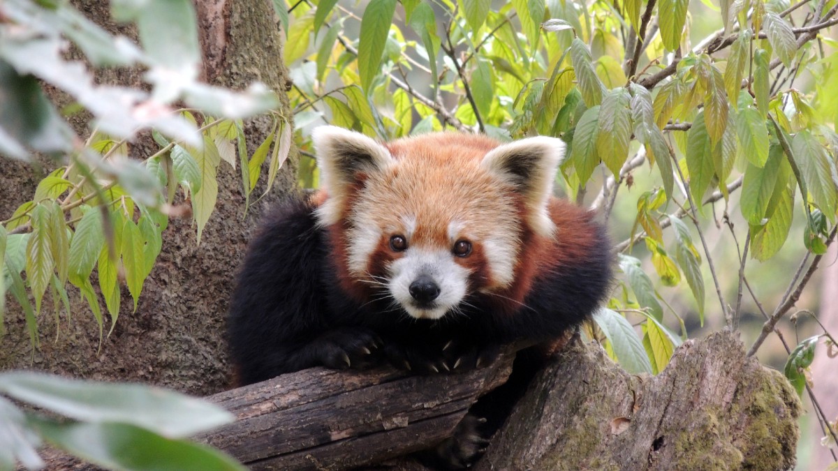 Best Zoos In India: Darjeeling, TN & Mysuru Zoos Top The List