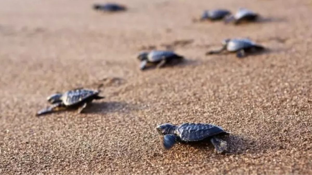 Galgibaga Beach In South Goa Is A Nestling Ground For Olive Ridley Turtles