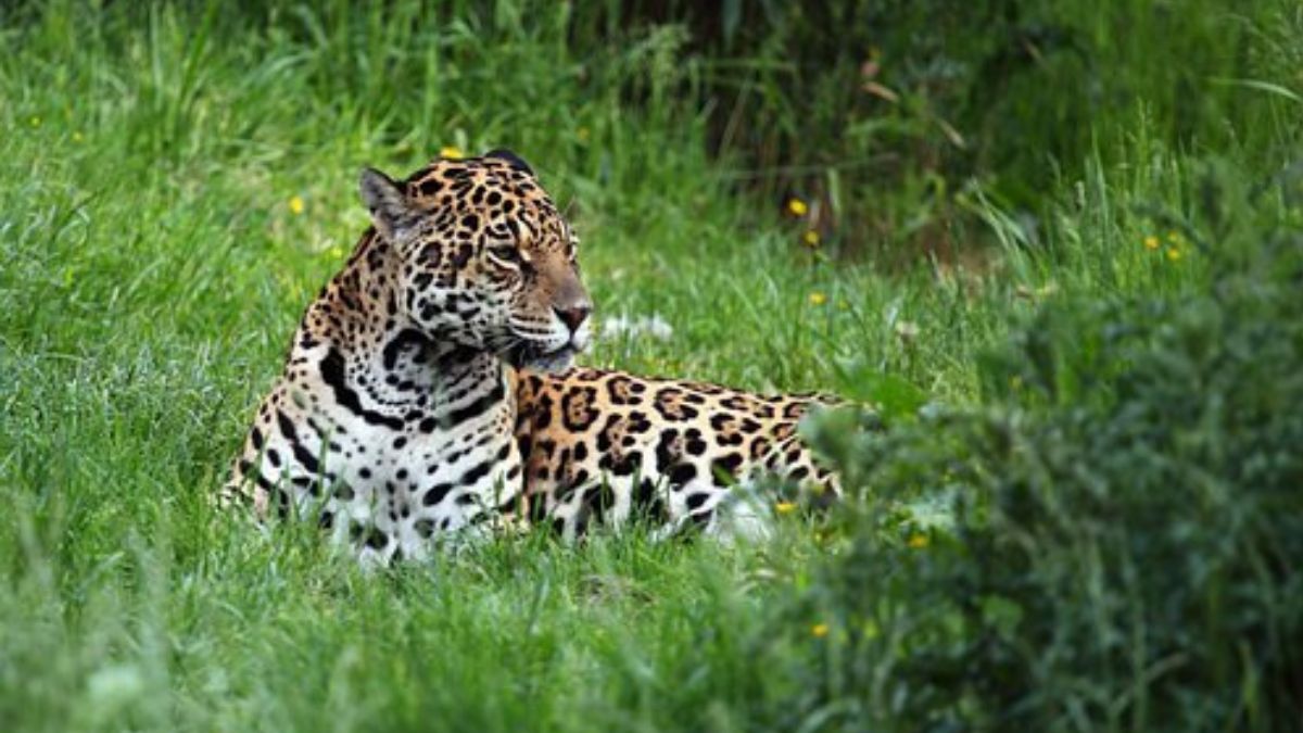 5 Jungle Safaris Near Bengaluru To Venture Into The Wild