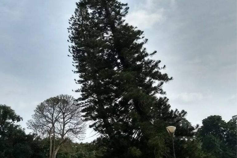 Queen Elizabeth II Planted A Tree In Bengaluru In 1961