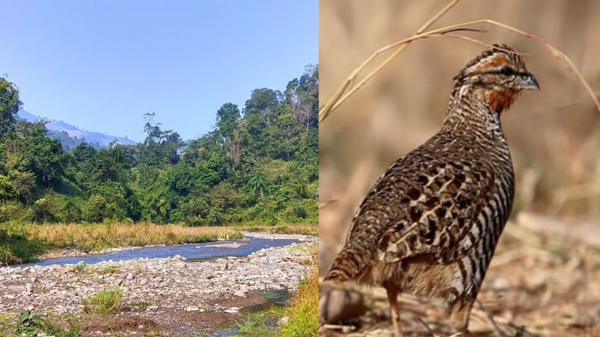 Bird Watchers, Put Nagaland’s Ghosu Bird Sanctuary On Your September Travel List!