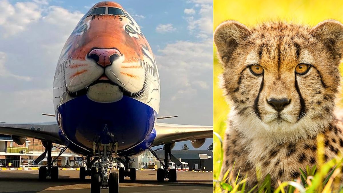 Project Cheetah: From Tiger-Face Plane To Their Itinerary, All You Need To Know